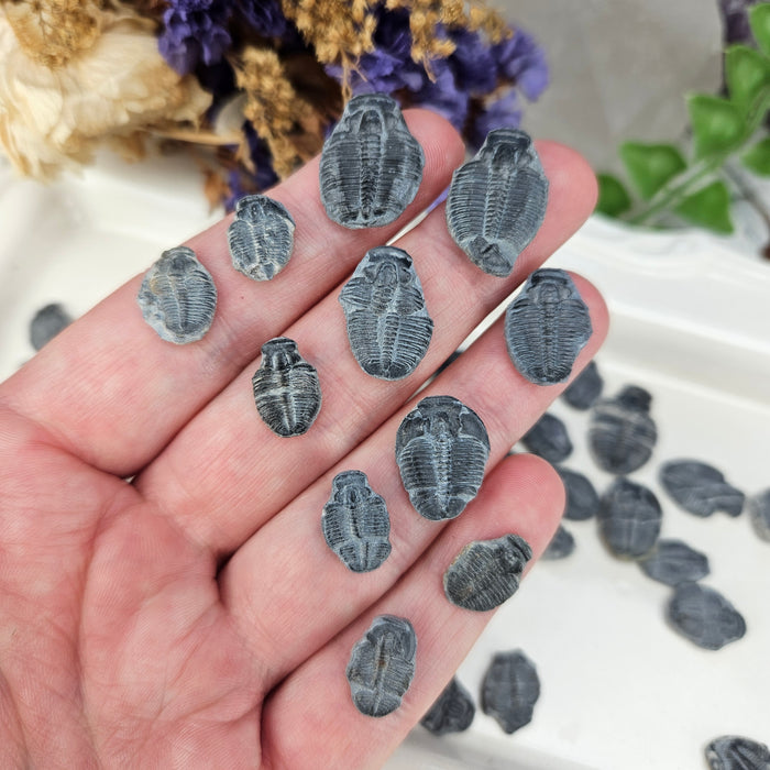 Elrathia Kingi Trilobites, incomplete