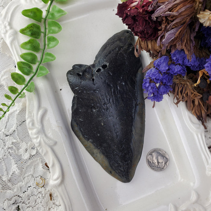 Megalodon Tooth, 2