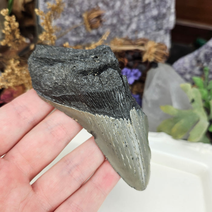 Megalodon Tooth, 6