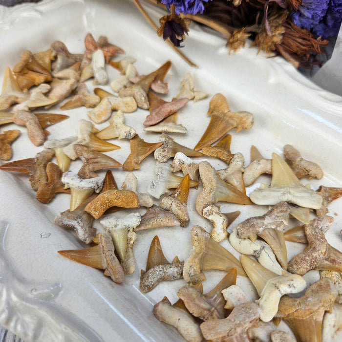 Shark Teeth, small