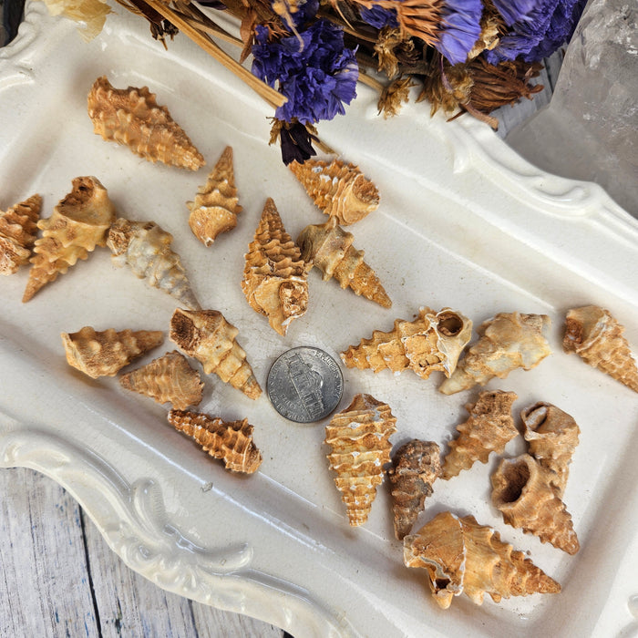 Fossilized Knobby Gastropod Shells