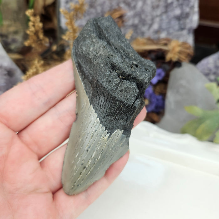 Megalodon Tooth, 6
