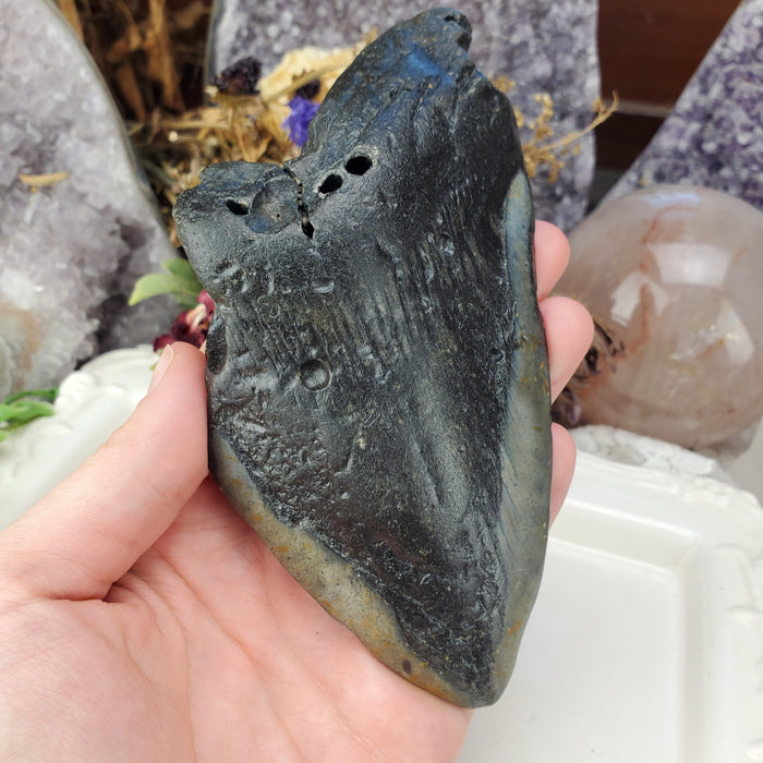 Megalodon Tooth, 2