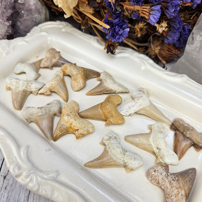 Fossilized Shark Teeth