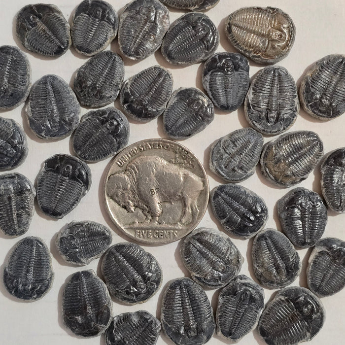 Elrathia Kingi Trilobites, small