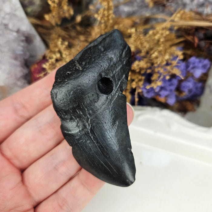 Megalodon Tooth, 10