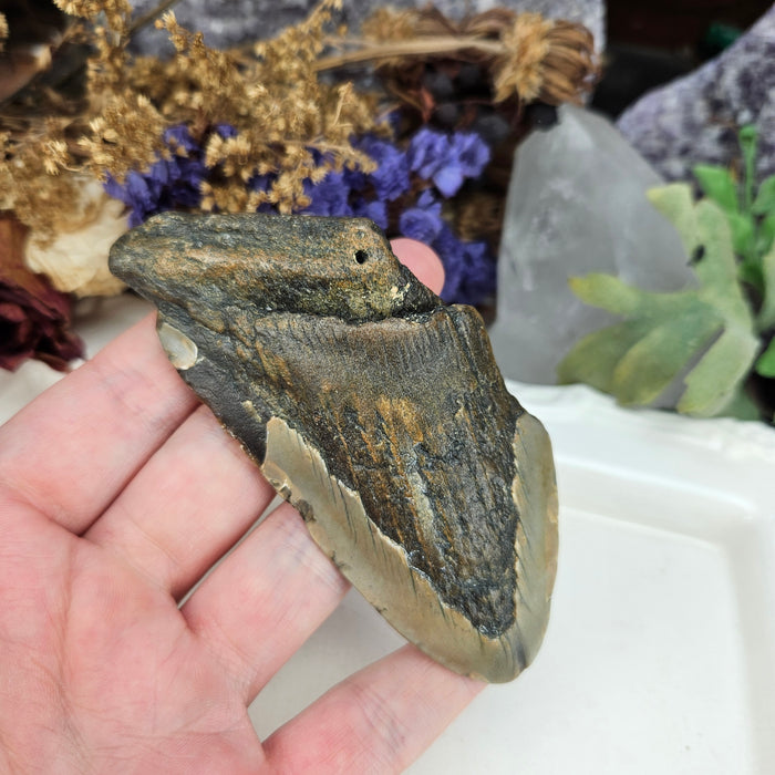 Megalodon Tooth, 4