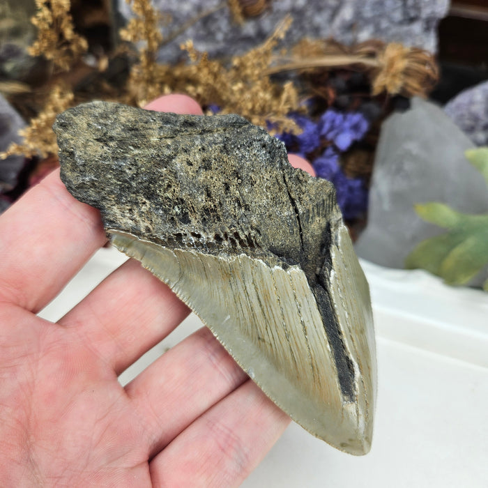 Megalodon Tooth, 7