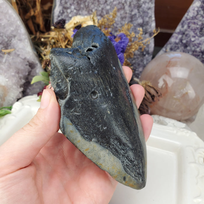 Megalodon Tooth, 2