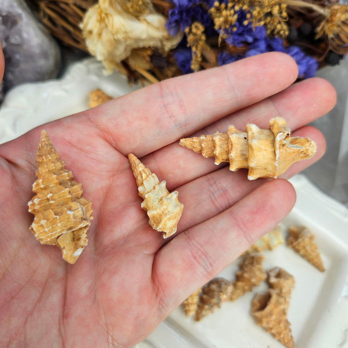 Fossilized Knobby Gastropod Shells