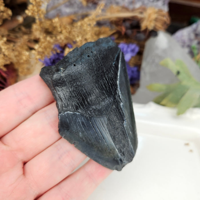 Megalodon Tooth, 8