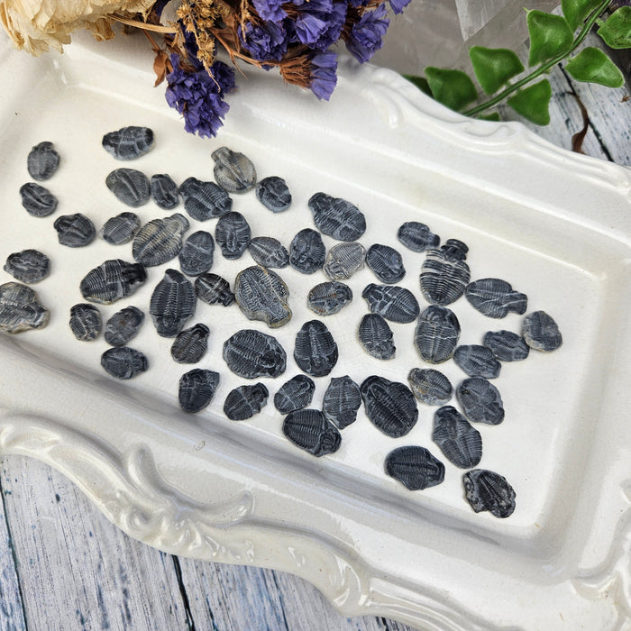 Elrathia Kingi Trilobites, incomplete