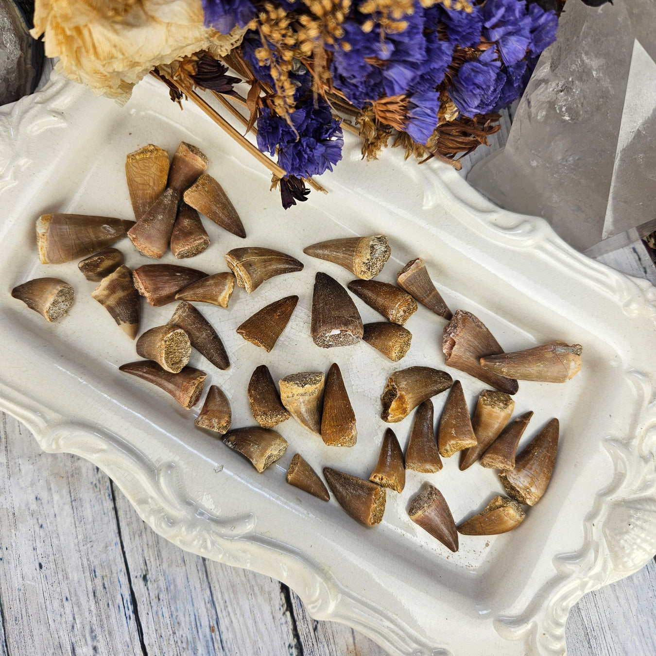 Shop Fossils
