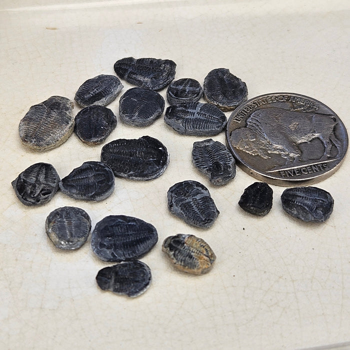 Elrathia Kingi Trilobites, mini