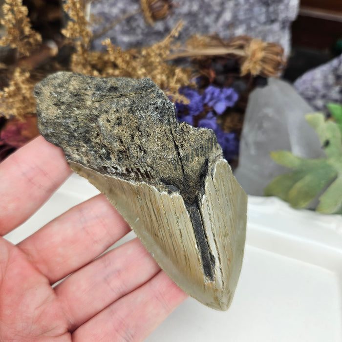 Megalodon Tooth, 7