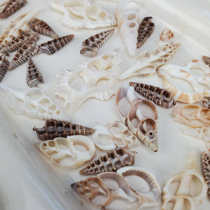 Nautical Shell Slices