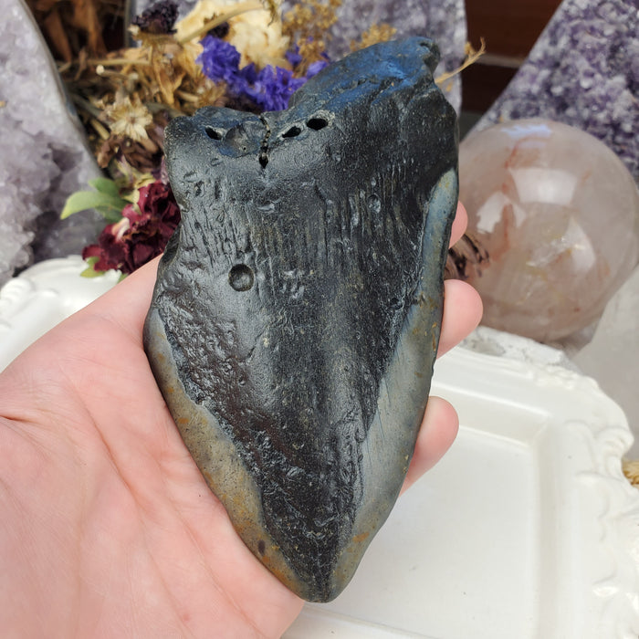 Megalodon Tooth, 2