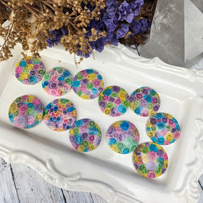 Rainbow Fossil Coral Round Cabochons