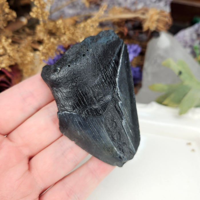 Megalodon Tooth, 8