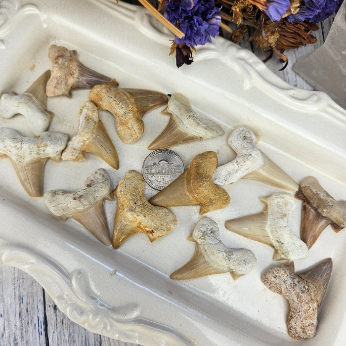 Fossilized Shark Teeth