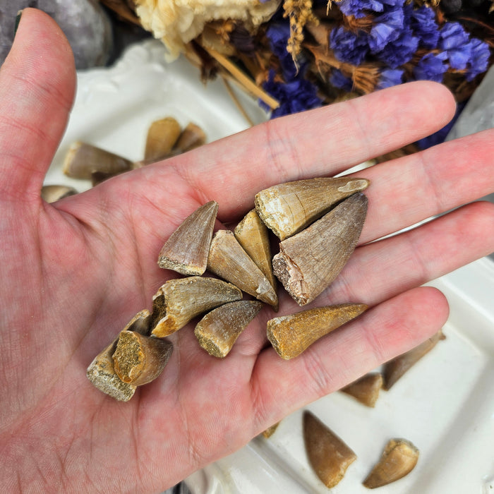Mosasaurus Teeth