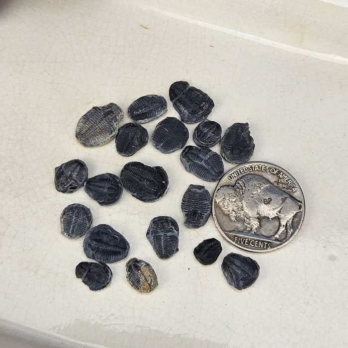 Elrathia Kingi Trilobites, mini