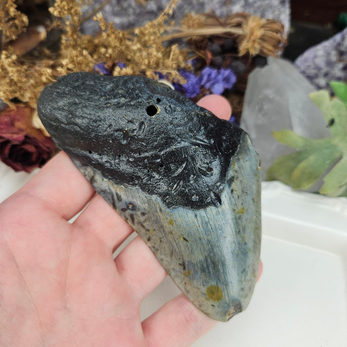 Megalodon Tooth, 1
