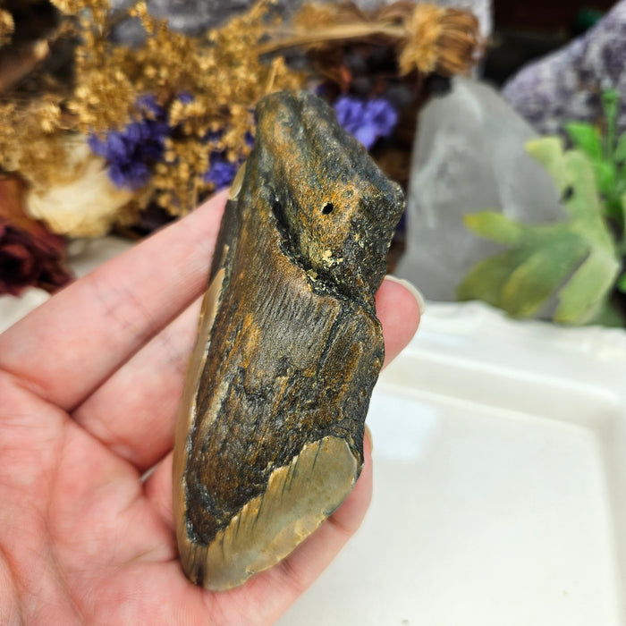 Megalodon Tooth, 4