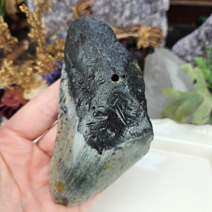 Megalodon Tooth, 1
