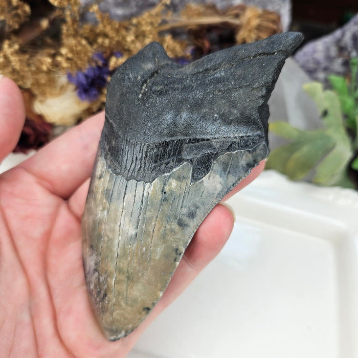 Megalodon Tooth, 5