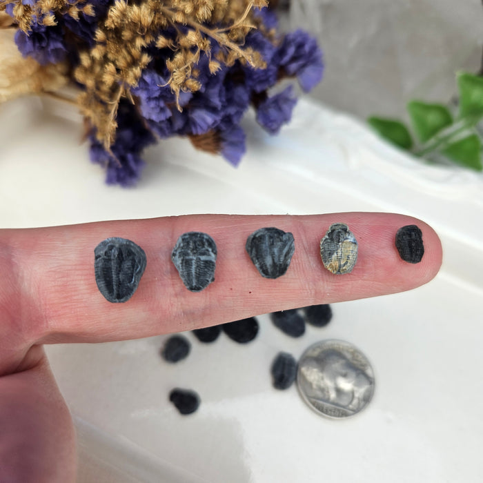 Elrathia Kingi Trilobites, mini