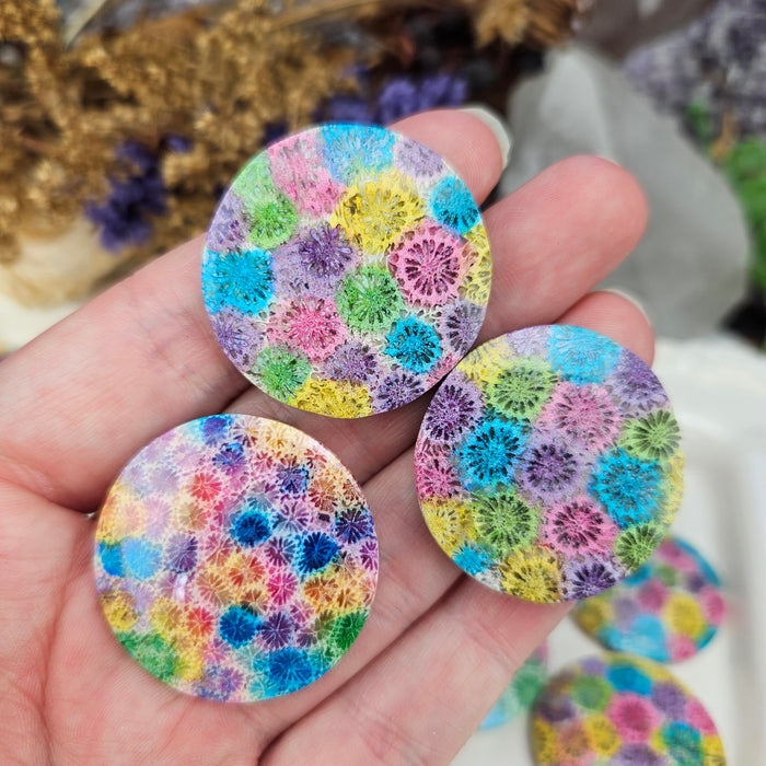 Rainbow Fossil Coral Round Cabochons
