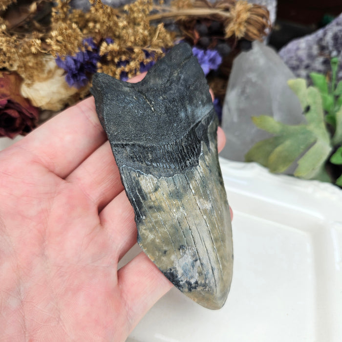 Megalodon Tooth, 5