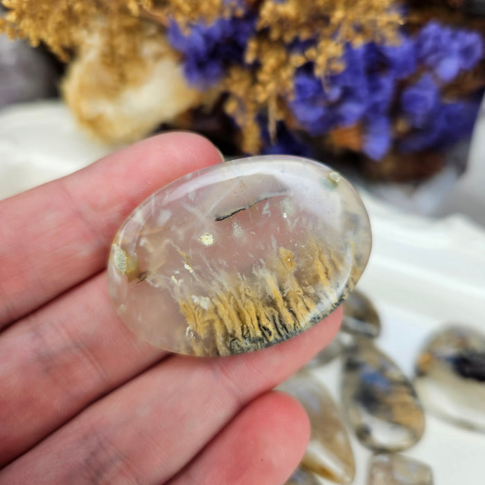 Dendritic Tiger Agate Cabochons