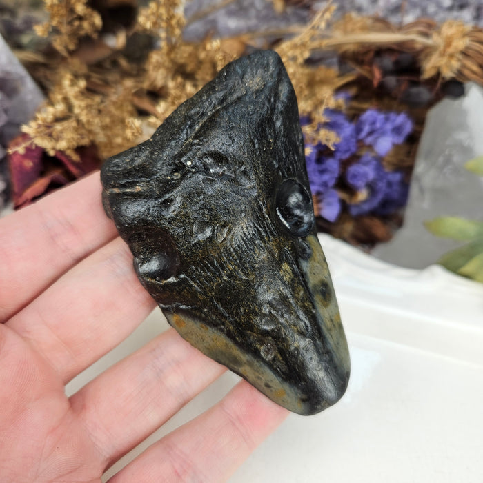 Megalodon Tooth, 9