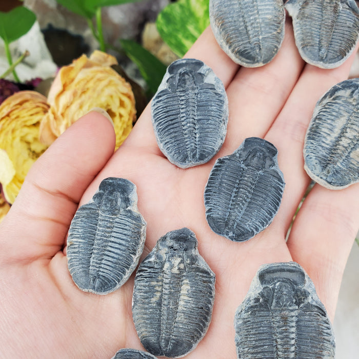 Elrathia Kingi Trilobite