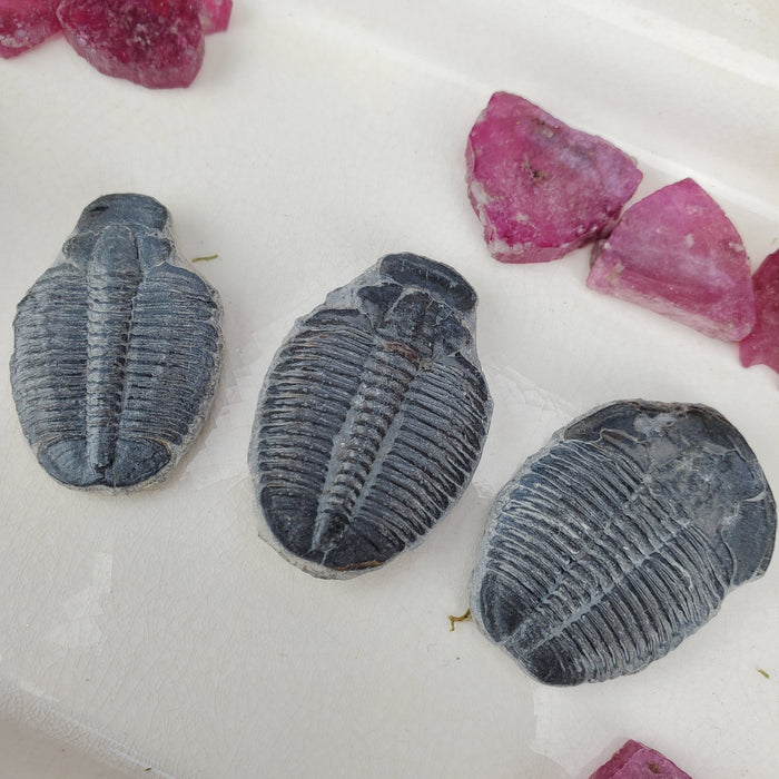 Elrathia Kingi Trilobite