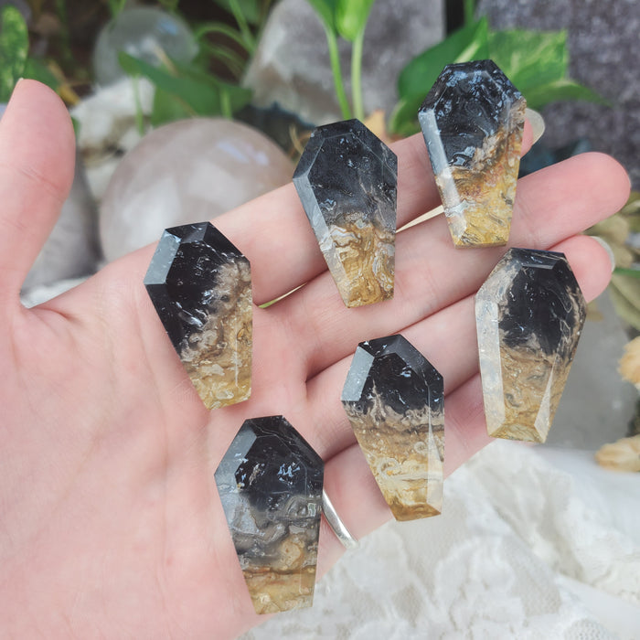 Fossil Palm Root Coffin Cabochons