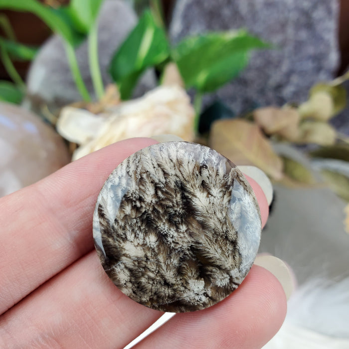 Plume Agate Round Cabochons