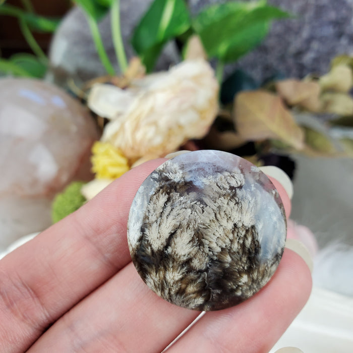 Plume Agate Round Cabochons