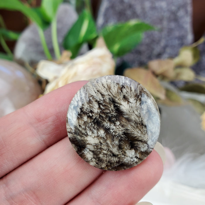 Plume Agate Round Cabochons