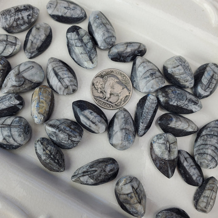 Orthoceras Fossil Cabochons, Mini