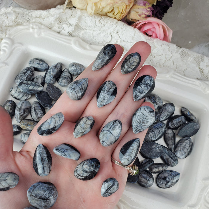 Orthoceras Fossil Cabochons, Mini