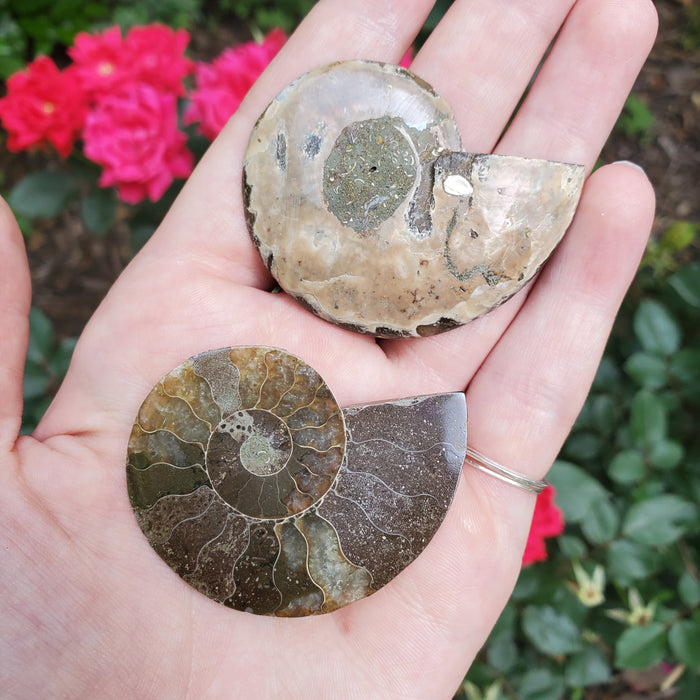 Split Ammonite Fossil, 4