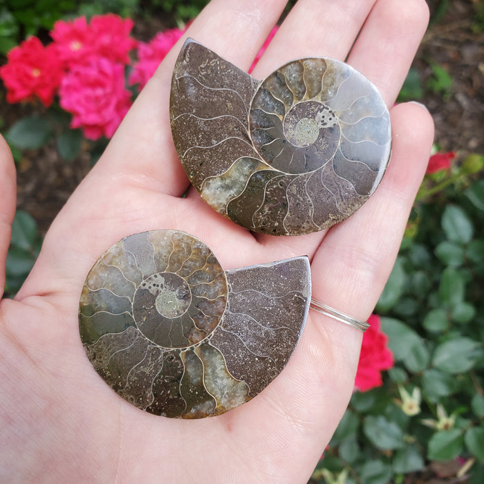 Split Ammonite Fossil, 4