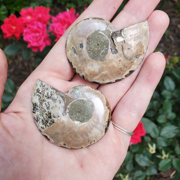 Split Ammonite Fossil, 4