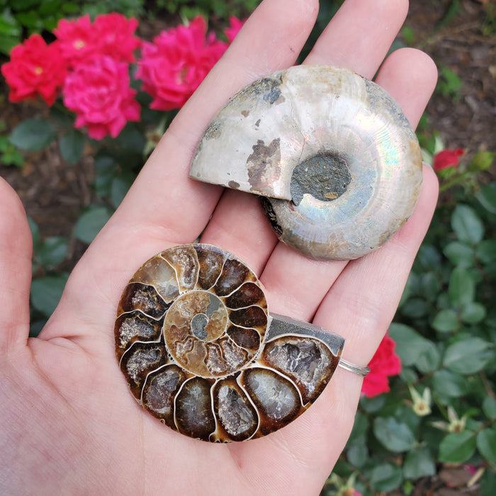 Split Ammonite Fossil, 3