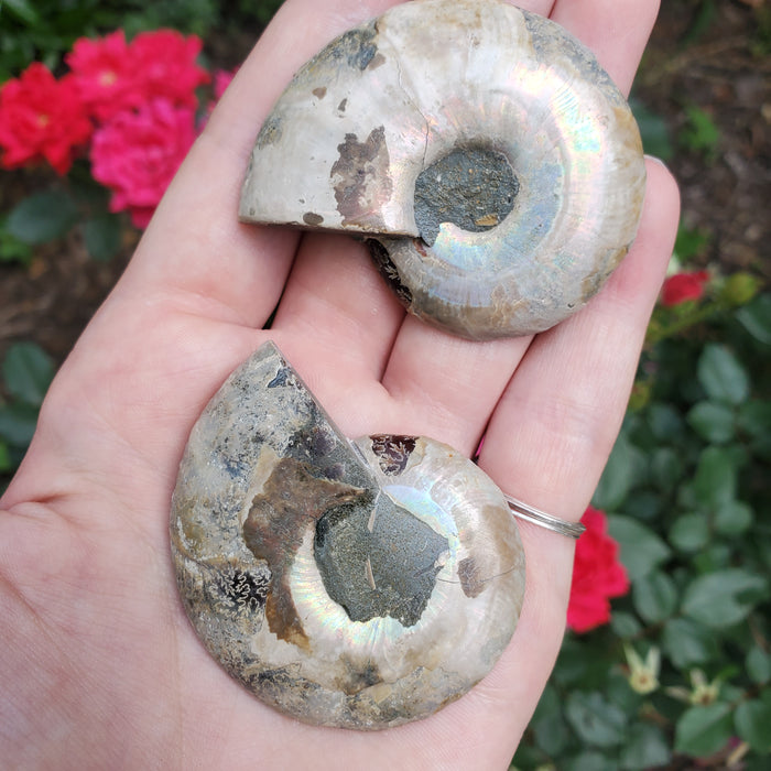 Split Ammonite Fossil, 3