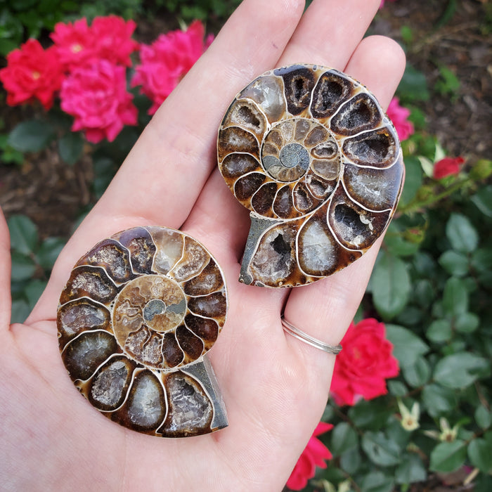 Split Ammonite Fossil, 3