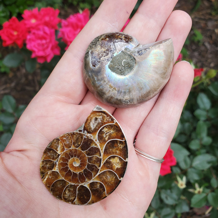 Split Ammonite Fossil, 2